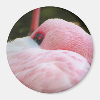 Flamingo magnet
