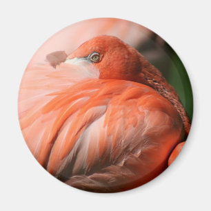 Flamingo Magnet