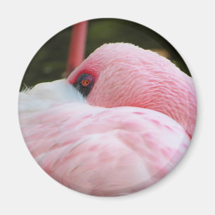 Flamingo  magnet