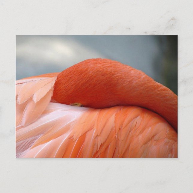 Flamingo Napping Postcard (Front)