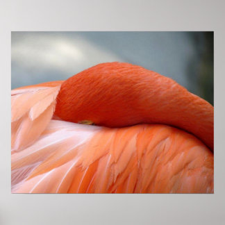 Flamingo Napping Poster