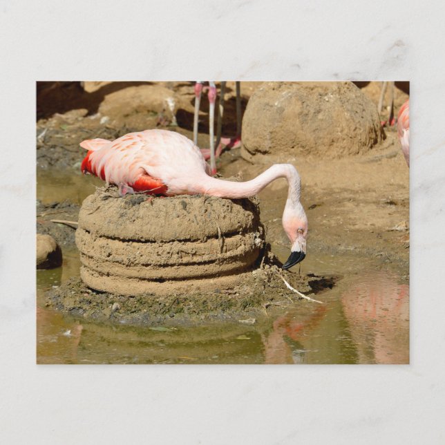 Flamingo on its nest holiday postcard (Front)
