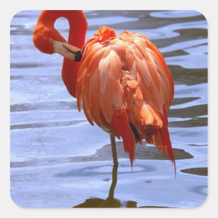 Flamingo on one leg in water square sticker