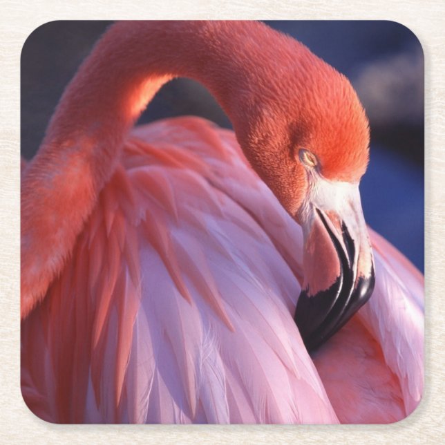 Flamingo Paper Coasters (Front)