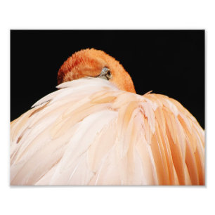 Flamingo Photo Print