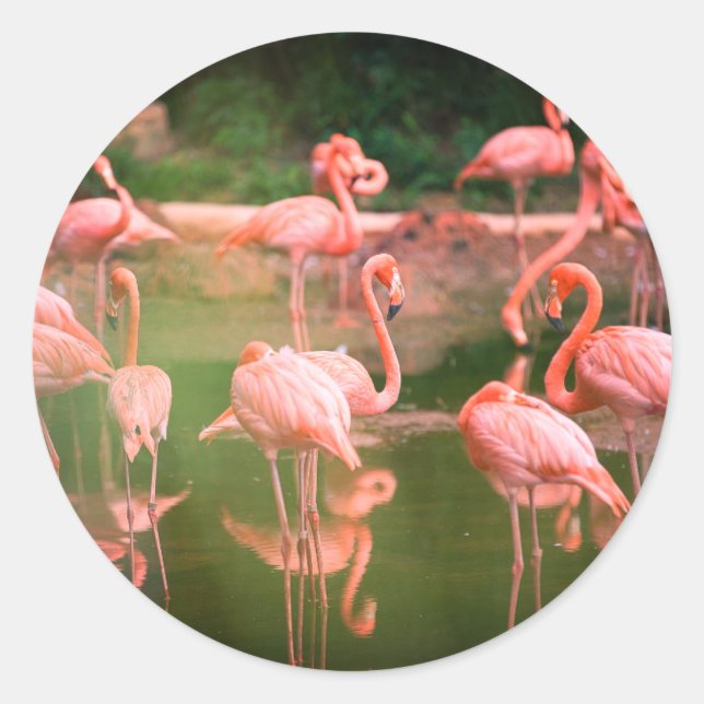  Flamingo Pink  Classic Round Sticker (Front)