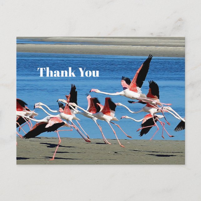 Flamingo Pink Flight Wildlife Photo Thank You Postcard (Front)