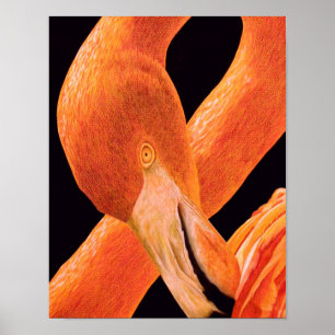 Flamingo Portrait Poster