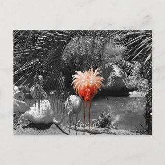 Flamingo Postcard
