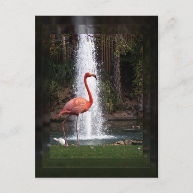 Flamingo Postcard (Front)