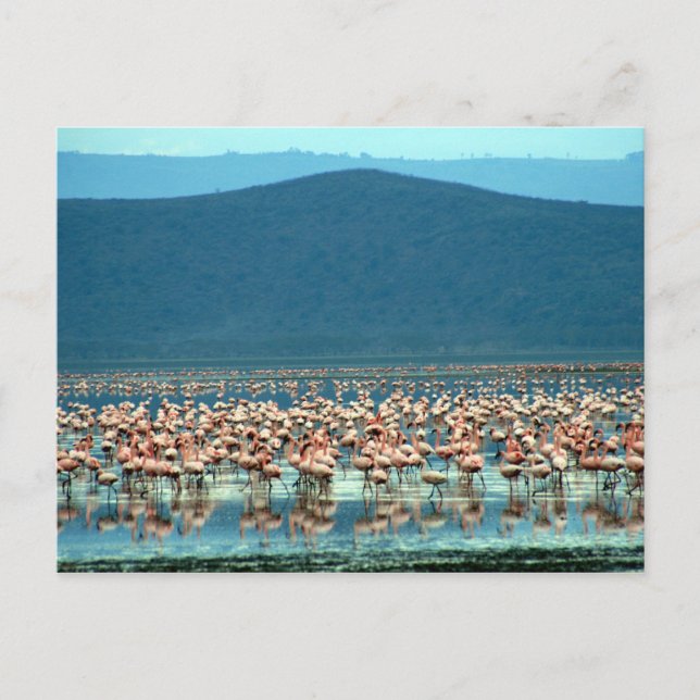 flamingo postcard (Front)