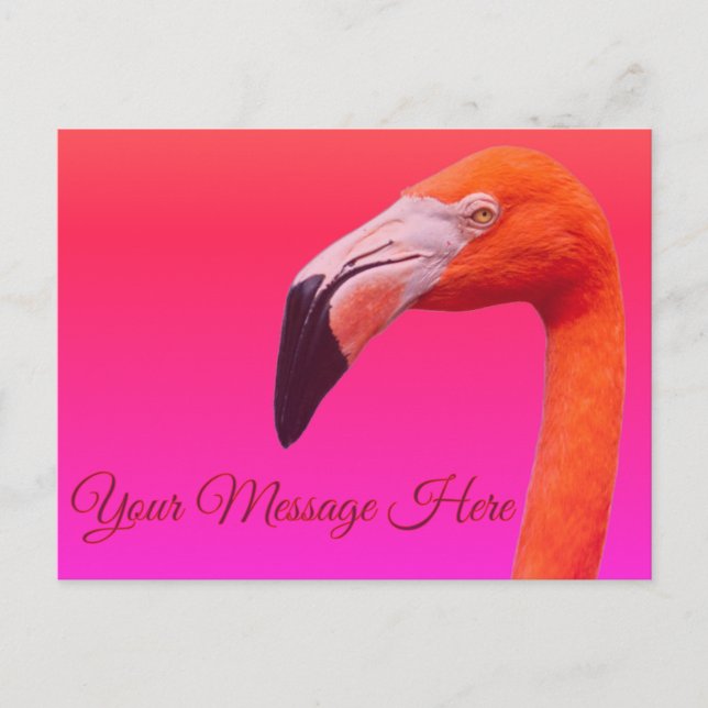 Flamingo Postcard  (Front)