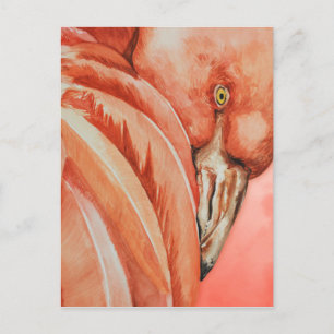 Flamingo  postcard