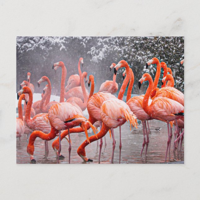 Flamingo  postcard (Front)