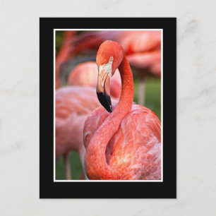 Flamingo Postcard
