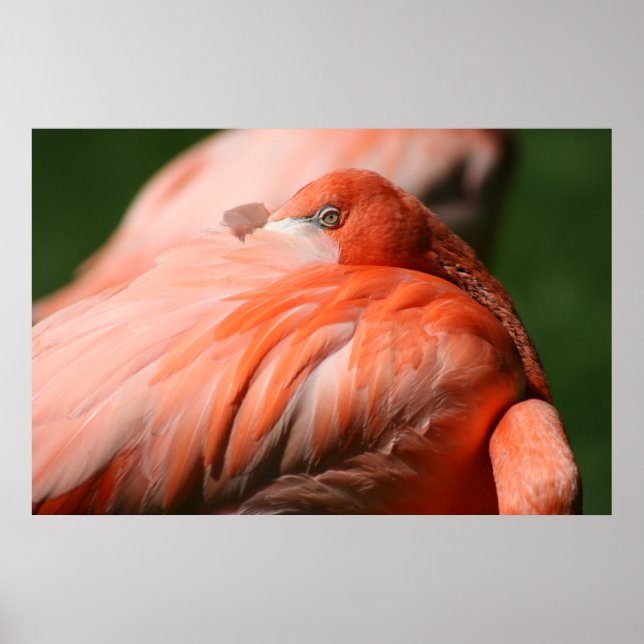 Flamingo Poster (Front)