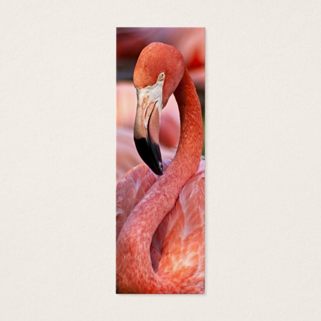 Flamingo Profile Card (Front)