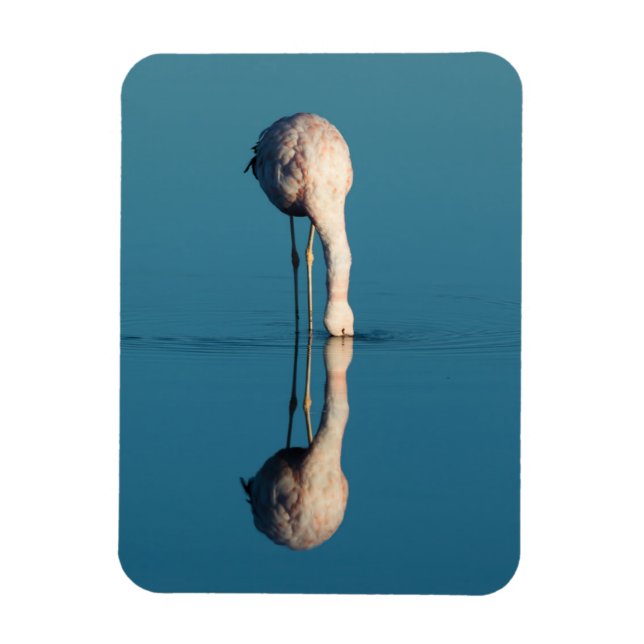 Flamingo Reflection, Laguna Chaxa, Atacama Magnet (Vertical)