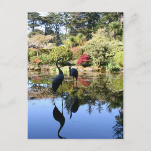 Flamingo Reflection Postcard