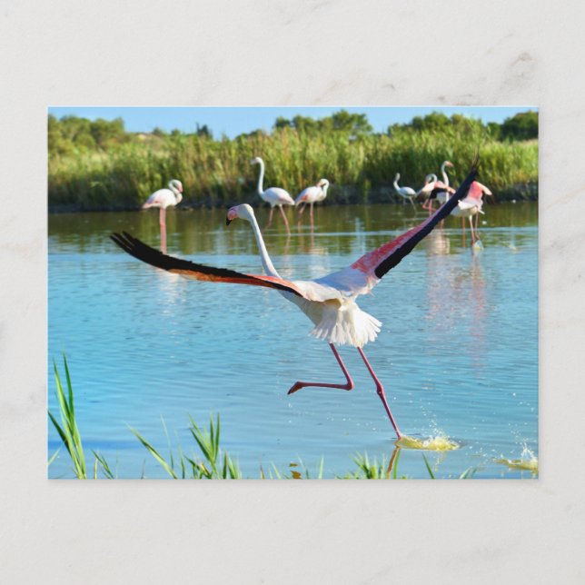 Flamingo running on water in Camargue Postcard (Front)