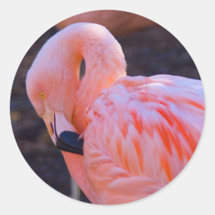 Flamingo Sticker