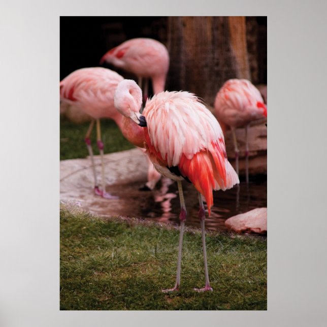 Flamingo - The Flamingo Poster (Front)