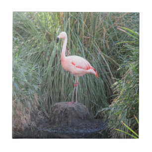 Flamingo Tile