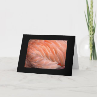 Flamingo Up Close Greeting Card