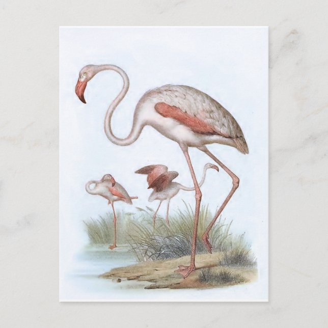 Flamingo Vintage Bird Illustration Postcard (Front)