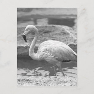 Flamingo wading in water B&W Postcard