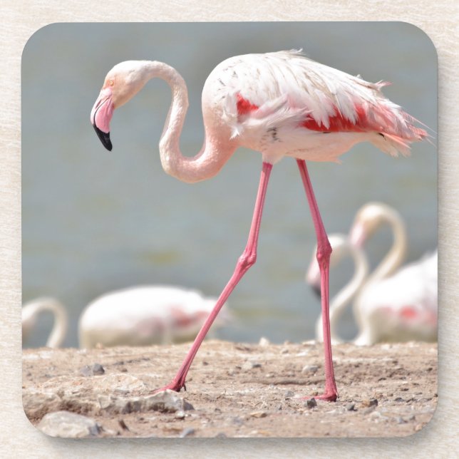 Flamingo walking on ground coaster (Front)
