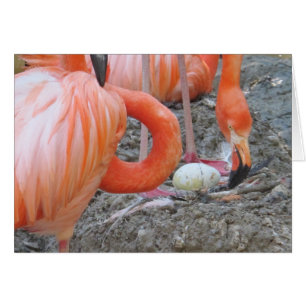 Flamingo with Egg