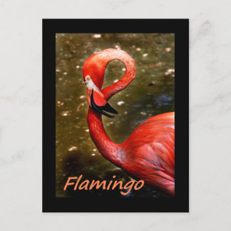 Flamingo with "flamingo" pink text postcard