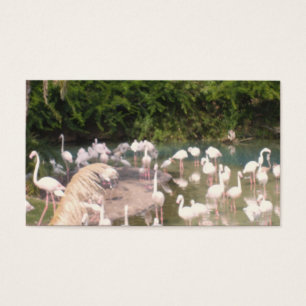 Flamingoes at Leisure