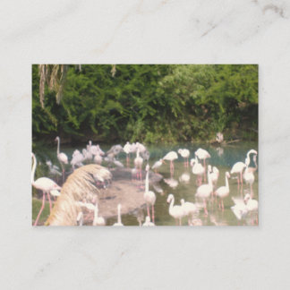 Flamingoes at Leisure Enclosure Card