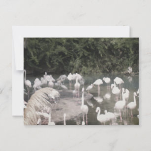Flamingoes at Leisure Postcard