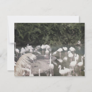 Flamingoes at Leisure Postcard
