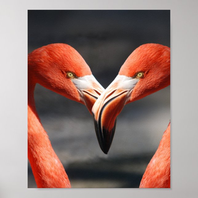 Flamingoes in Love Poster (Front)
