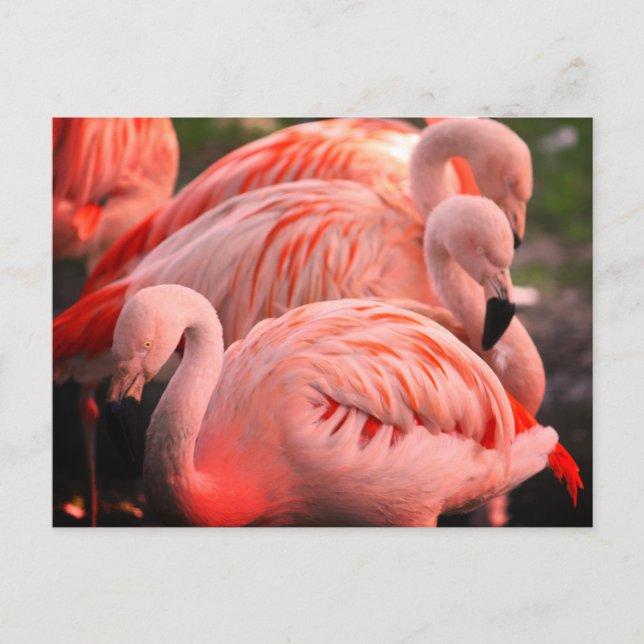 Flamingoes Postcard (Front)