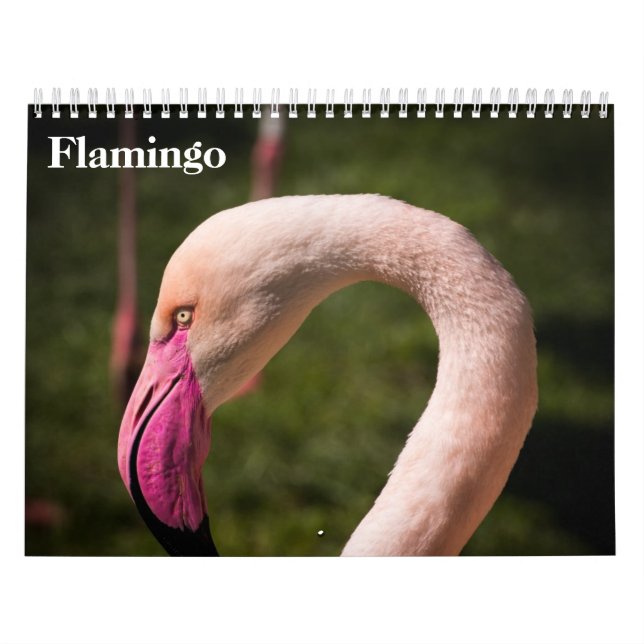 Flamingos 2027 calendar (Cover)