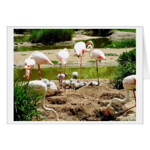 Flamingos and chicks bird card