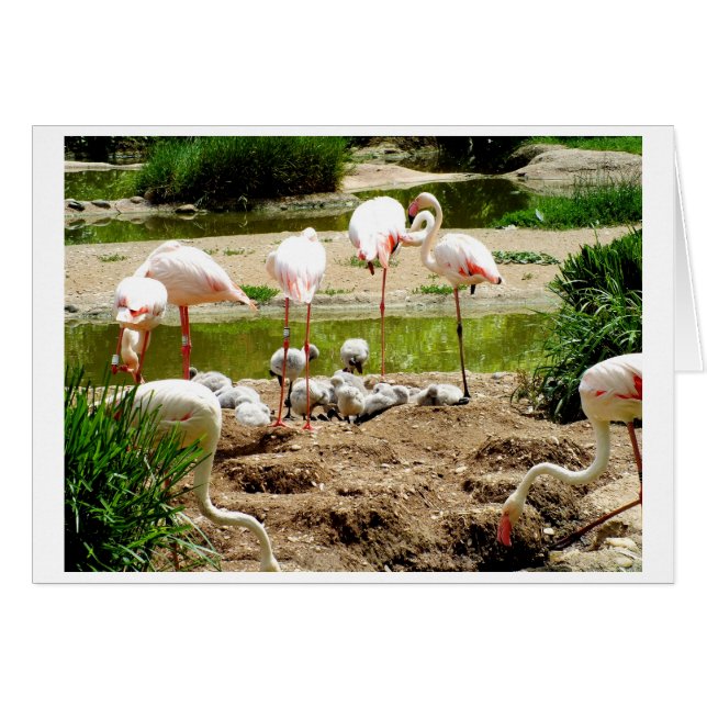 Flamingos and chicks bird card (Front Horizontal)