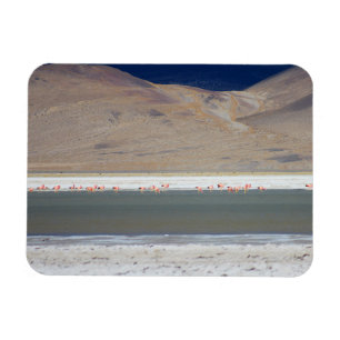 Flamingos at Salar del Huasco, Chile Magnet