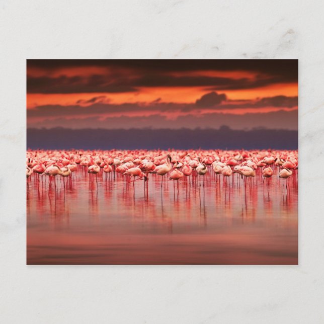 Flamingos at Sunset Postcard (Front)