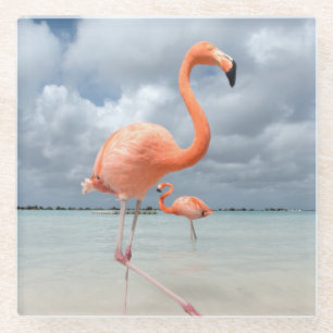 Flamingos Beach Aruba Glass Coaster