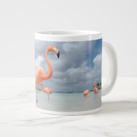 Flamingos Beach Aruba