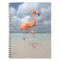 Flamingos Beach Aruba
