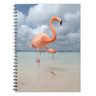 Flamingos Beach Aruba Notebook