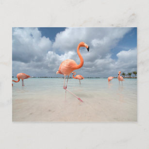 Flamingos Beach Aruba Postcard