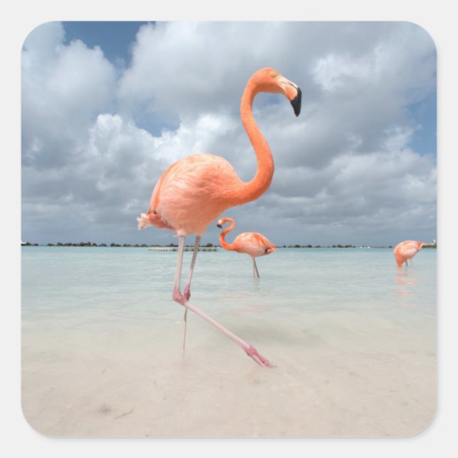 Flamingos Beach Aruba Square Sticker (Front)